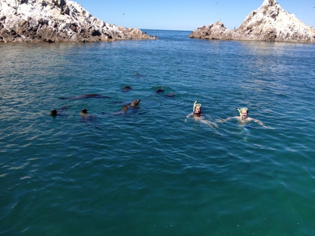 Snorkel con leones marinos